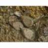 Plumb KORDA camuflaj texturat cu vartej 84g