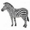 Zebra Collecta