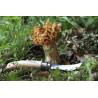 Cutit multifunctional OPINEL Nr 08 Mushroom knife, in cutie de lemn + teaca