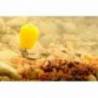 Porumb artificial KORDA POP-UP MAIZE CITRUS ZING LIME 10 buc/plic