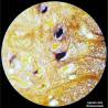 Microscop optic Bresser Researcher Bino 40-1000x