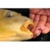 Porumb artificial KORDA MAIZE BANOFFEE ALB 10 buc/plic