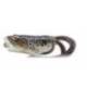 Broasca LIVETARGET Hollow Frog Popper, 5.5cm, 11g, Brown/Black