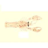 Naluca MUSTAD Mezashi Rock Lobster 7.5cm, Clear Magic, 6buc/plic