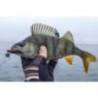 Grub FISHUP Tanta 2.5cm, culoare 055 Chartreuse Black, 12buc/plic