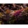 Naluca FISHUP Stonefly 2.1cm culoare 036 Caramel Green Black