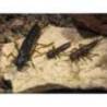 Naluca FISHUP Dragonfly 2cm, culoare 036 Caramel Green & Black, 12buc/plic