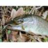 Vierme FISHUP ARW Worm 5.5cm, culoare 055 Chartreuse Black, 12buc/plic