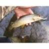 Vobler SMITH D Contact 5cm, 4.5g, culoare S05