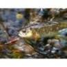 Lingurita oscilanta SMITH Pure 2g, culoare SP