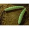 Larva siliconica FISHUP Trout Series Morio Cheese 3.1cm, culoare 102 Mustard Yellow, 12buc/plic