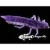 Naluci FISHUP Dragonfly 3cm nr.019 Motor Oil Red, 10 buc/plic