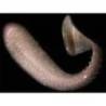 Shad Shad KEITECH Swing Impact Slim 10cm, Electric Silver Shiner EAnr.22, 8 buc/plic